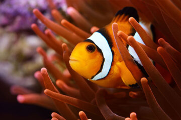 ما و آن دیگرانِ دور